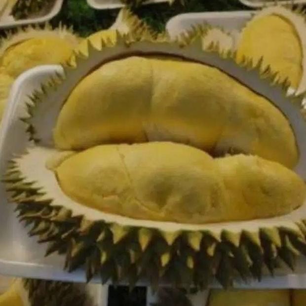 

Terlaris Bibit Durian Bawor Okulasi Cepat Berbuah Berkualitas