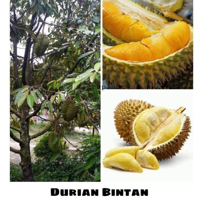 

Terlaris Bibit Tanaman Pohon Buah Durian Bintan Dan Bawor Kualitas Unggul