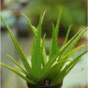 

Terlaris Bibit Tanaman Lidah Buaya Aloe Vera