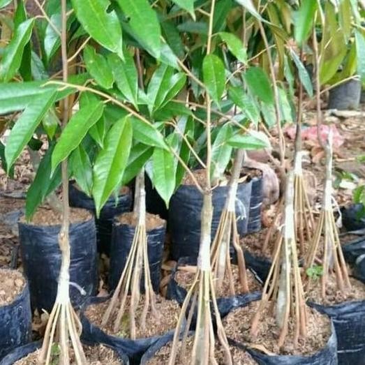 

Terlaris Bibit Buah Durian Bawor Kaki 8
