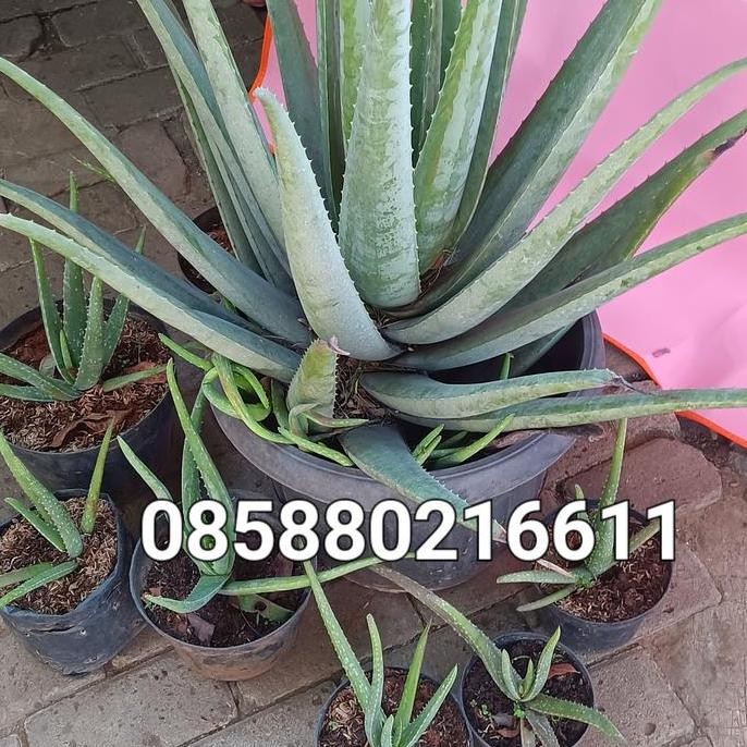 

Terlaris Bibit Lidah Buaya Jumbo Pontianak