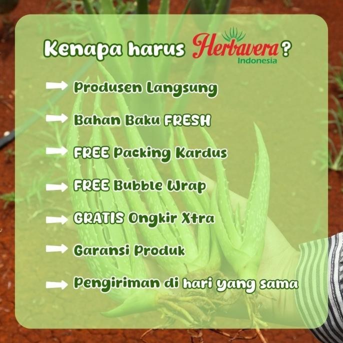 

Terlaris Terbaik Aloevera Bibit Lidah Buaya Jumbo Herbavera 25.25
