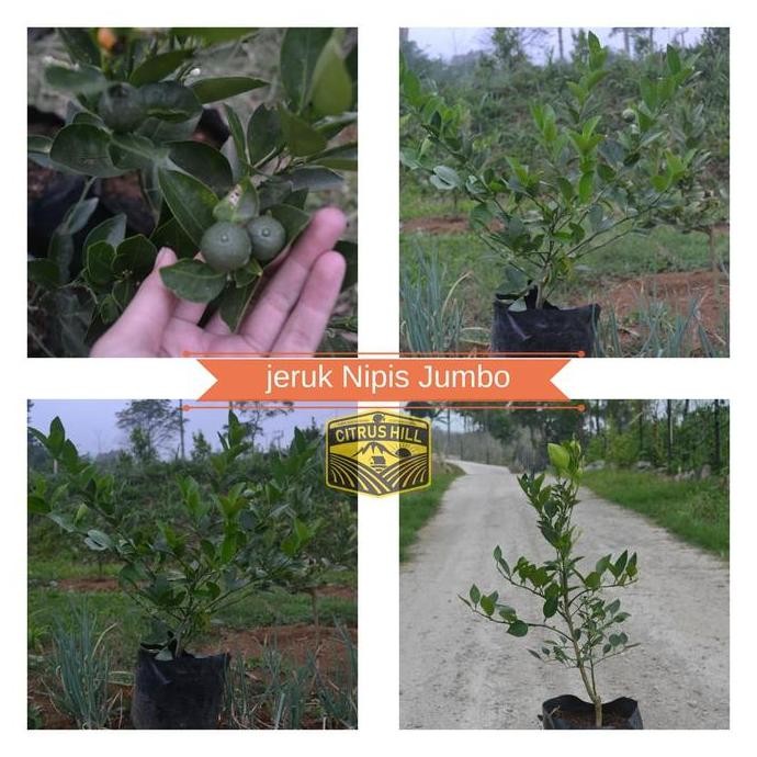 

Terlaris Jual Bibit Jeruk Nipis