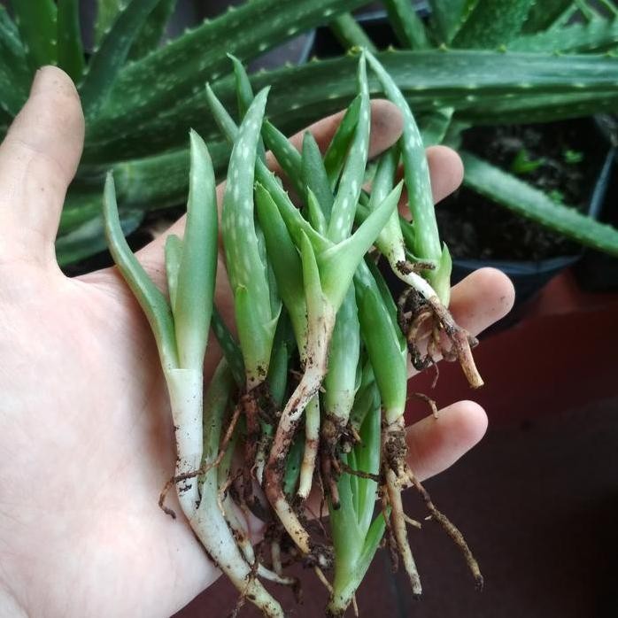 

Terlaris Bibit Lidah Buaya