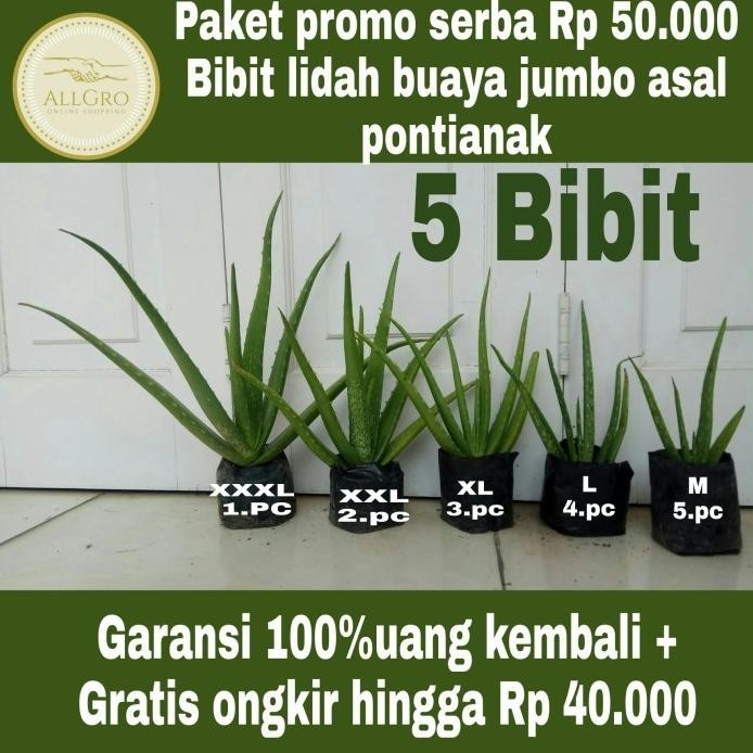

Terlaris Hjk Bibit Lidah Buaya Jumbo Pontianak