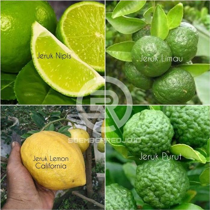 

Terlaris Paket 4 Bibit Jeruk Limau - Nipis/Pecel - Purut - Lemon California