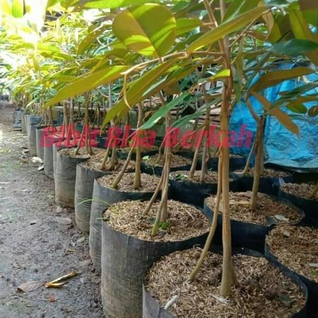 

Terlaris Bibit Tanaman Durian Musangking Kaki 3