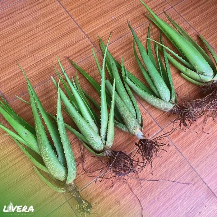 

Terlaris Terlaris!! 40Cm Bibit Tanaman Lidah Buaya Jumbo Sinensis | Lovera.Id