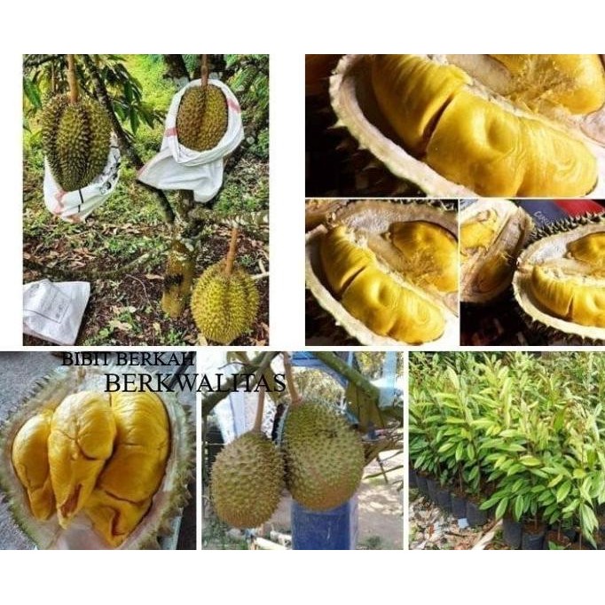 

Terlaris Bibit Tanaman Buah Durian Bawor