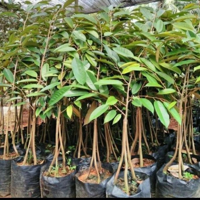 

Terlaris Bibit Durian Bawor Kaki 3 Super Cepat Berbuah