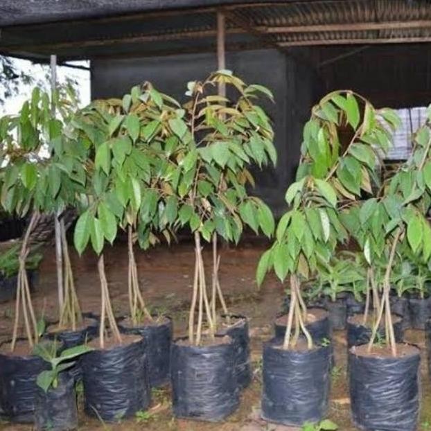 

Terlaris Bibit Durian Musangking Kaki 3