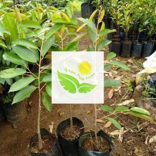 

Terlaris Bibit Durian Musang King