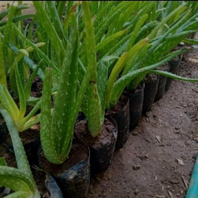 

Terlaris Bibit Tanaman Lidah Buaya Aloevera Jumbo