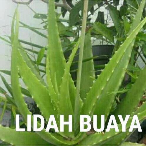 

Terlaris Bibit Tanaman Lidah Buaya - Tanaman Herbal Lidah Buaya Murah