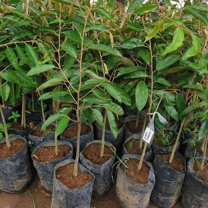 

Terlaris Paket 4 Bibit Durian Bawor,Musangking,Duri Hitam Dan Super Tembaga