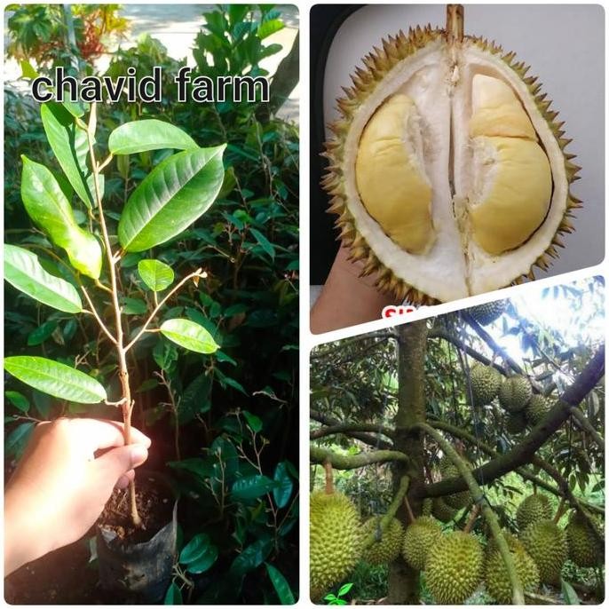 

Terlaris Bibit Durian Simimang Banjarnegara Juara Nasional Stek Okulasi 25-30Cm