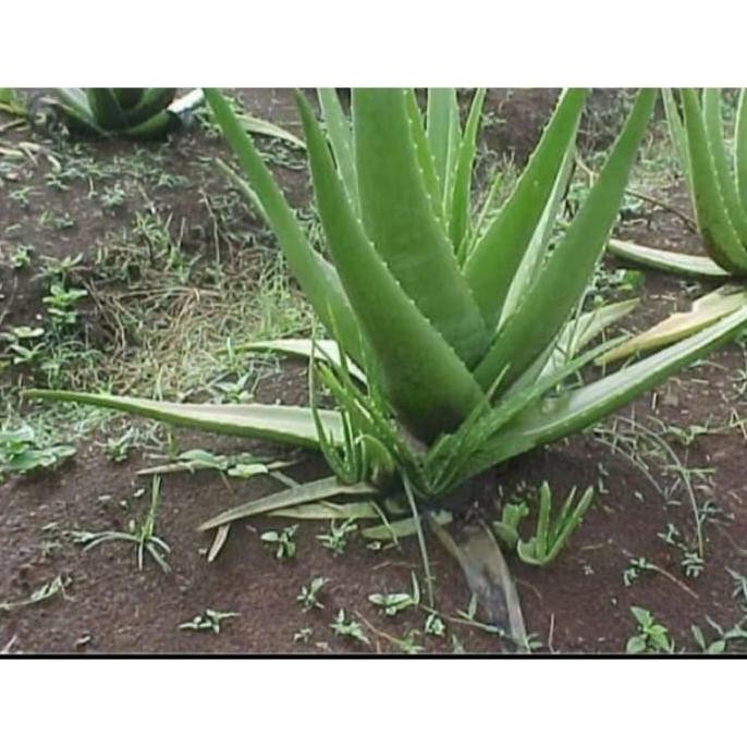 

Terlaris Harga Promo, Bibit Lidah Buaya Jumbo Original ( Asli Lid Tarpta 9364Hg