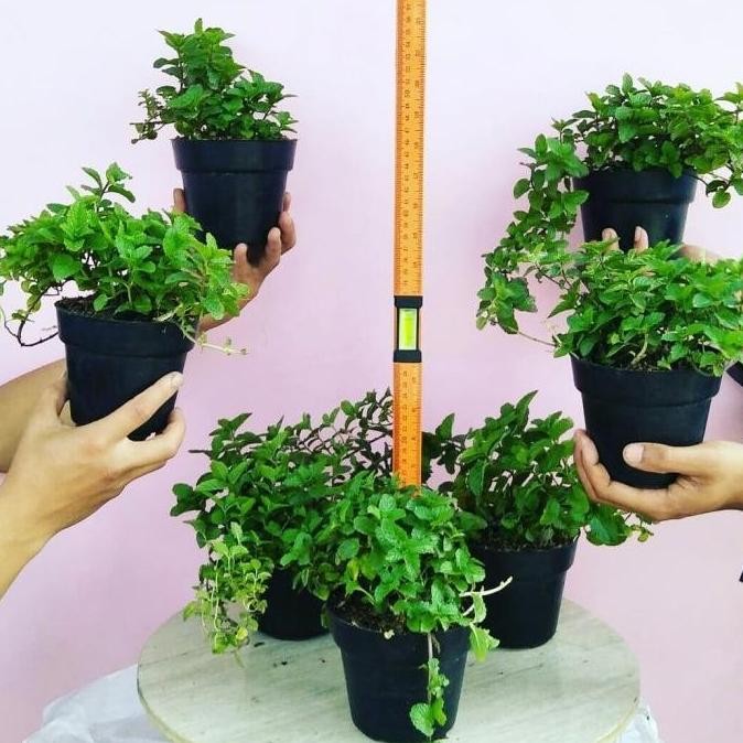 

Terlaris Termurah Paket 7 Bibit Tanaman Herbal Daun Mint/ Pepermint / Spearmint (Mentha)