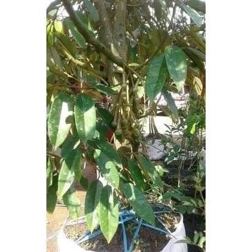 

Terlaris Bibit Durian Okulasi Duren Sudah Berbunga Super Siap Berbuah Murah