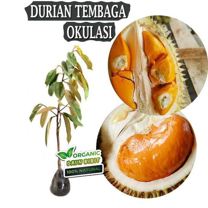 

Terlaris Bibit Durian Tembaga 1 Tahun Berbuah