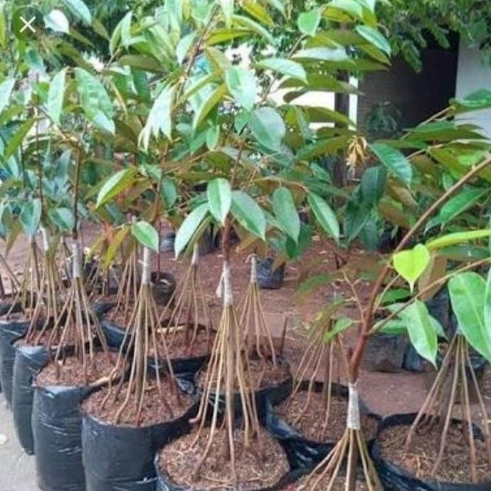 

Terlaris Bibit Tanaman Buah Durian Bawor Kaki 10...1Meter Kualitas Super