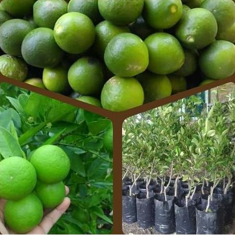 

Terlaris Bibit Jeruk Nipis