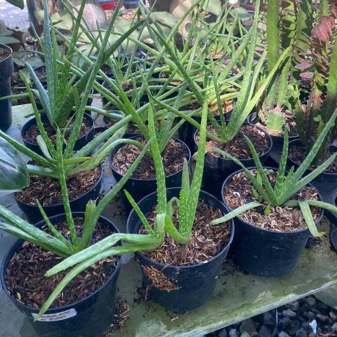 

Terlaris Tanaman Hias Bibit Lidah Buaya + Pot (Aloevera)
