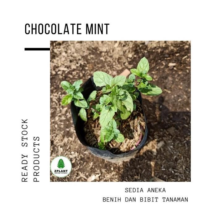 

Terlaris Tanaman Daun Chocolate Mint - Bibit Pohon Coklat Mint Herbal Eeee