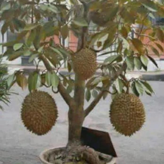 

Terlaris Bibit Buah Durian Montong Bisa Berbuah Dalam Pot(Tabulampot)