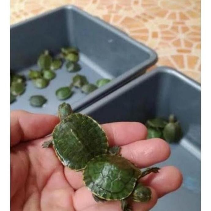 

Terlaris New Hiasan Aquarium Kura Kura Brazil Imut Imut 3 Cm Terlaris