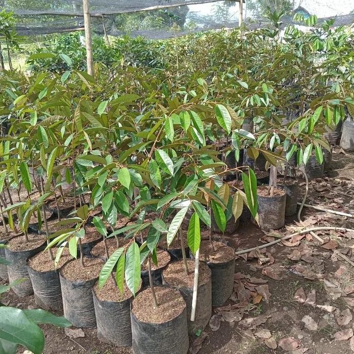 

Terlaris Jual Bibit Manado Bibit Durian Bawor Okulasi Tinggi 1Meter Lebih