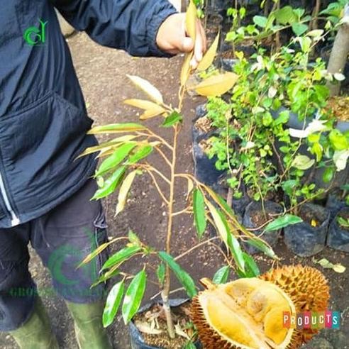 

Terlaris Bibit Pohon Durian Bawor Tinggi 70 Cm Up Bibit Durian Manis Unggul