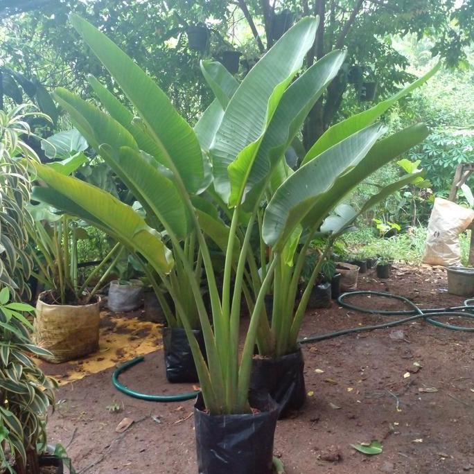 pohon pisang kipas - Tanaman Hias Pisang Kipas