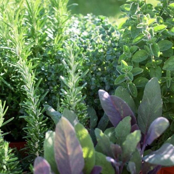 

Terlaris (Ready) Bibit Herbal Benih Tanaman Herb Daun Mint Peppermint Kale Parsley Dll Bestseller