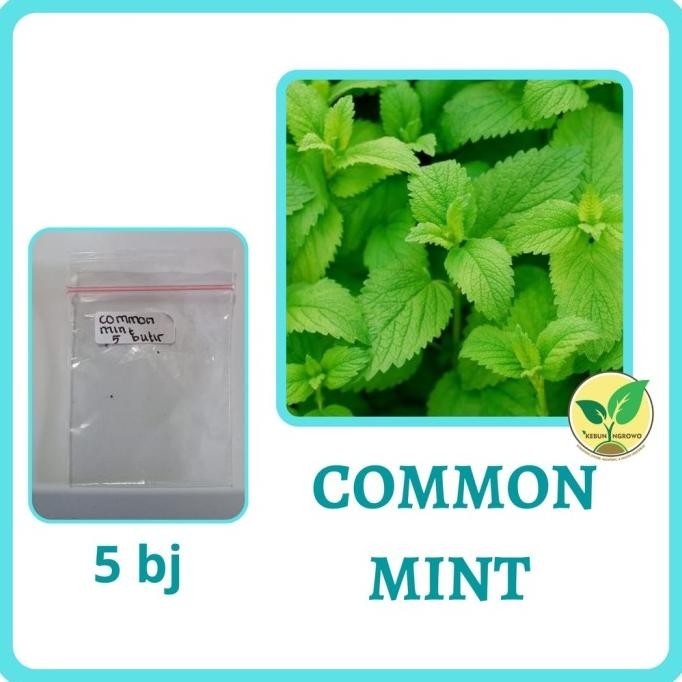

Terlaris Best Seller 5 Bibit Daun Common Mint Herbal Benih Tanaman Sayuran Herbs Mentol Import Unggul Berkualitas