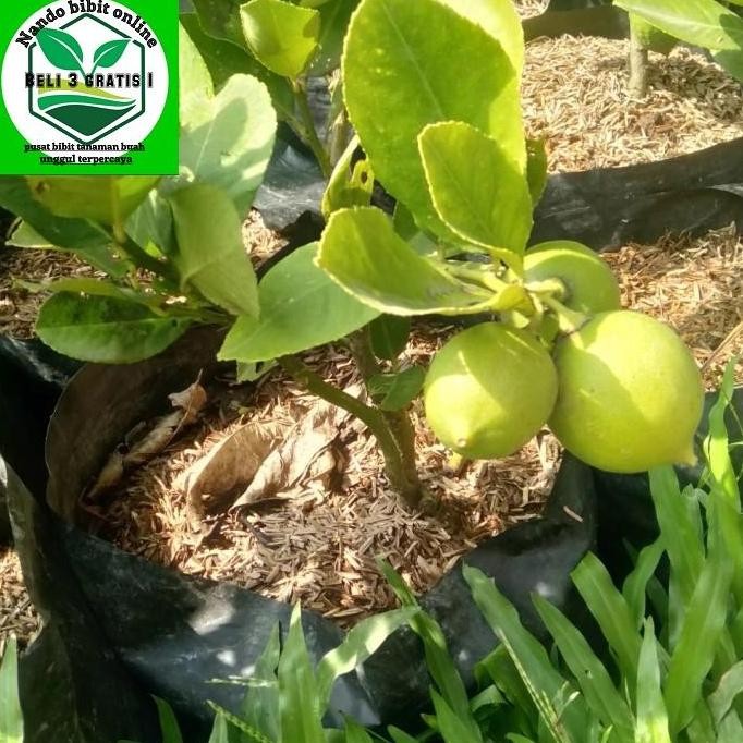 

Terlaris Tanaman Bibit Jeruk Nipis Berbuah Okulasi