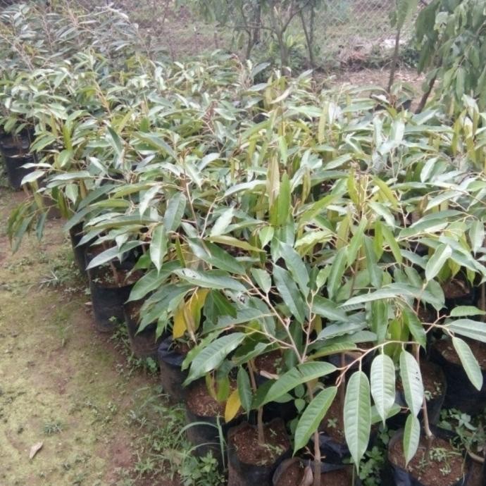 

Terlaris Bibit Buah Durian Kanyao Asli Thailand Tinggi 30 Sampai 40Cm