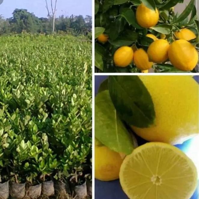 

Terlaris Bibit Pohon Jeruk Nipis Non Biji - Tinggi 70Cm
