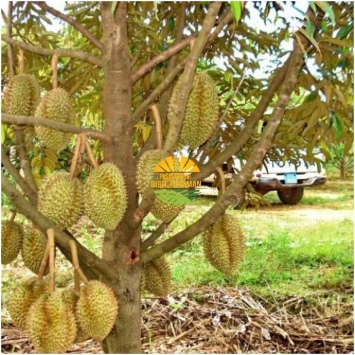 

Terlaris Terlaris Bibit Tanaman Buah Durian Bawor