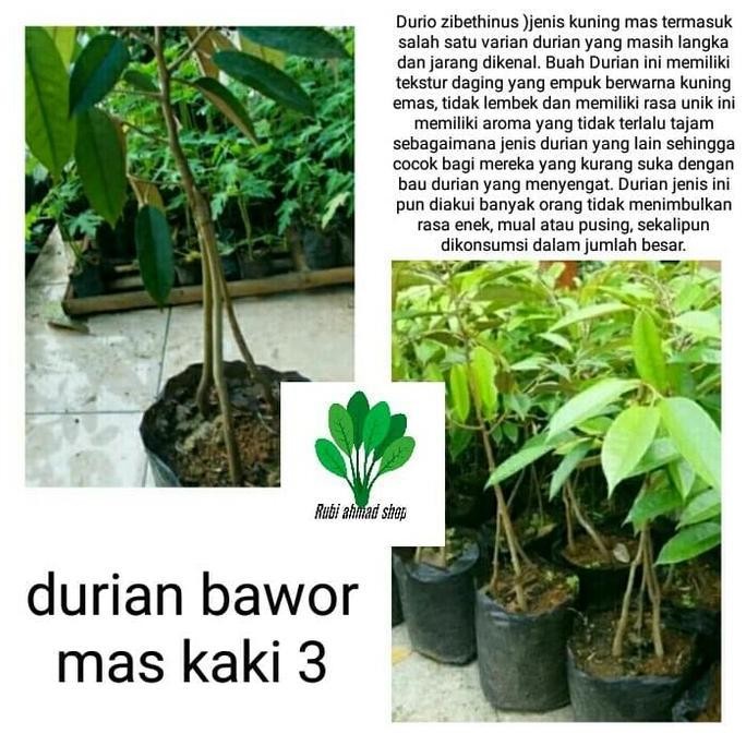 

Terlaris Bibit Pohon Durian Bawor Mas Kaki 3 -Bibit Pohon Duren Bawor Mas Kaki