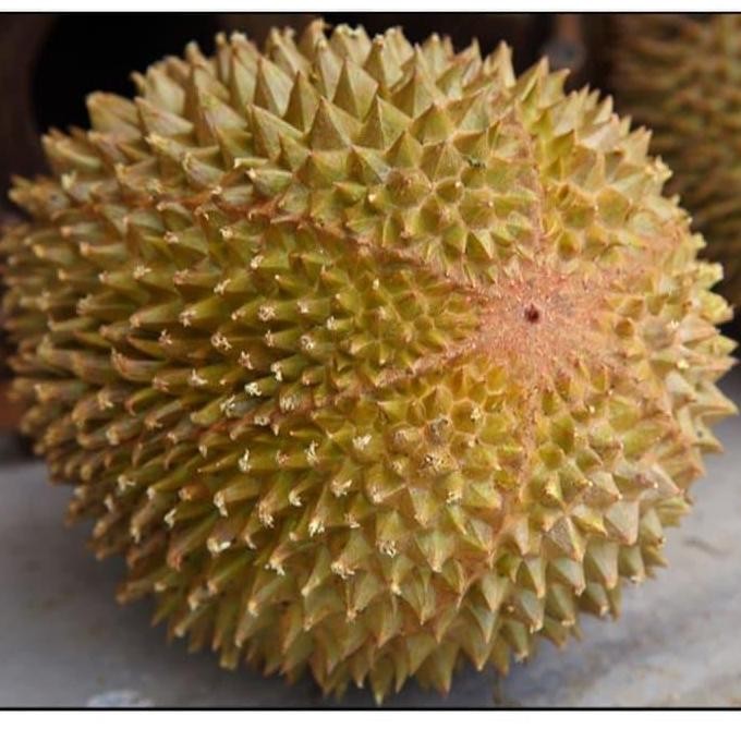 

Terlaris Bibit Durian Musangking Kaki 3