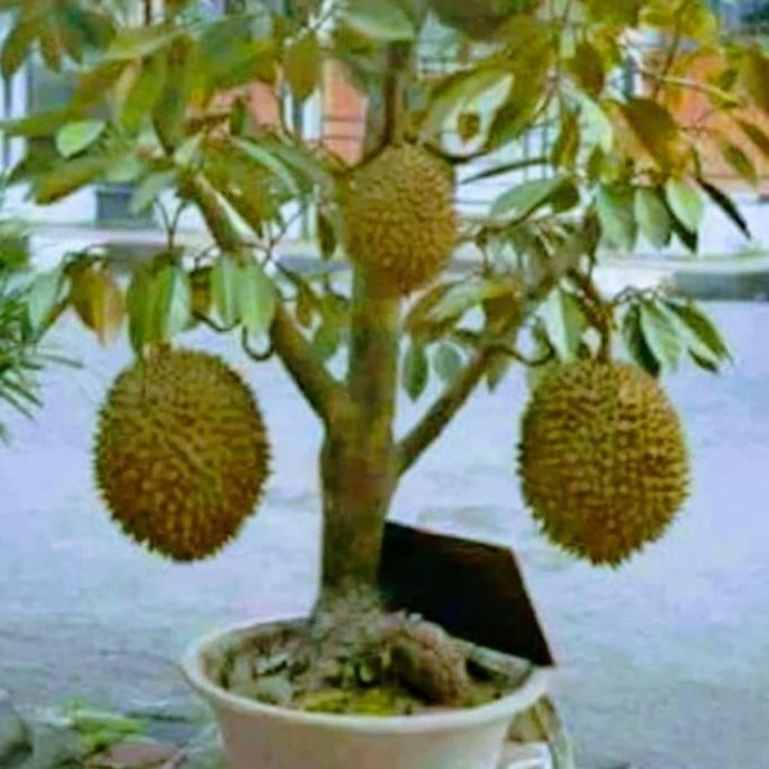 

Terlaris Bibit Durian Montong Cepat Berbuah