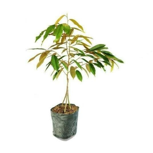 

Terlaris Bibit Durian Monthong Okulasi Durian Montong Bibit Duren