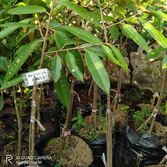 

Terlaris Bibit Durian Musangking Kaki 3 Tiga - Musangking Okulasi 40-60Cm