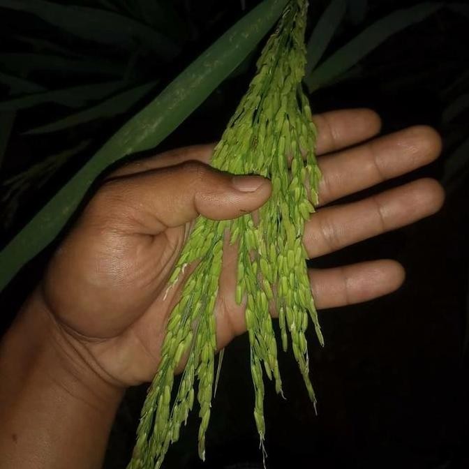 || BANANA / Benih padi Rajasa 01 ||~~~