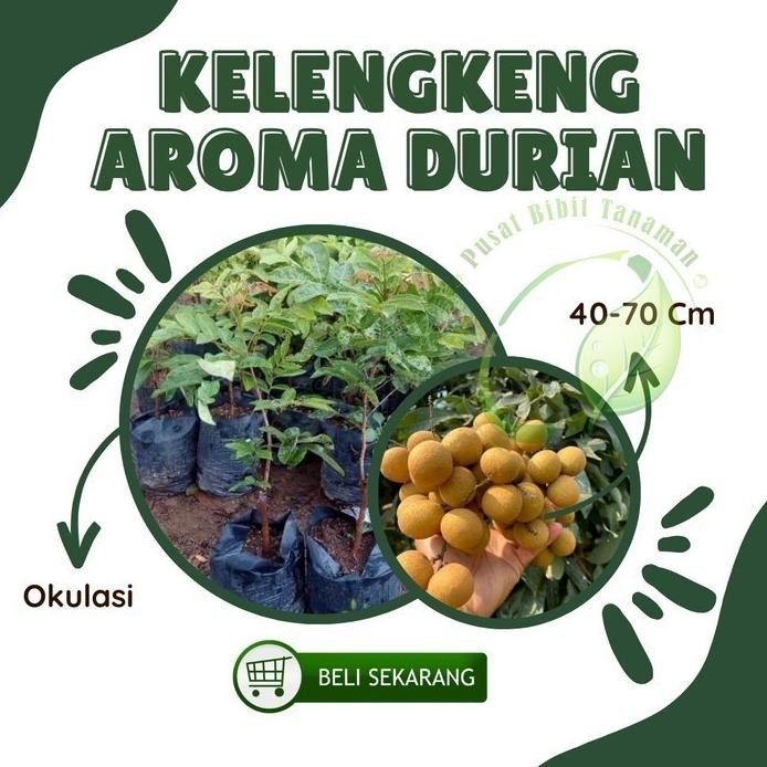 

Terlaris Bibit Kelengkeng Aroma Durian Klengkeng Tanaman Buah Hidup Siap Tanam