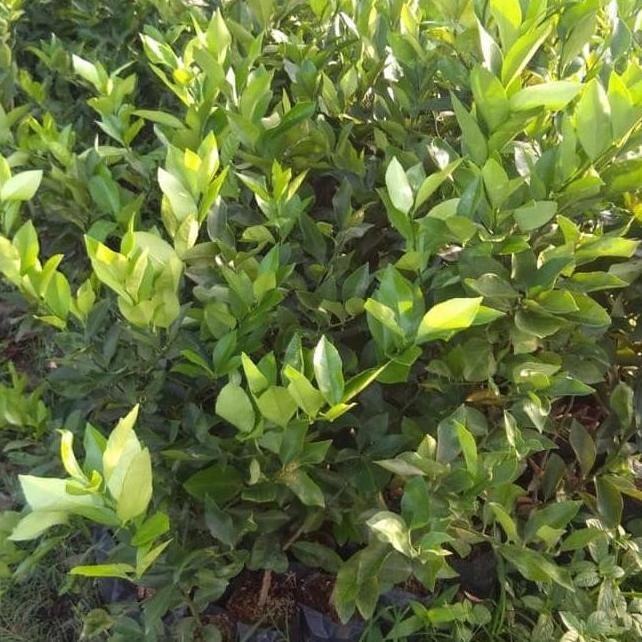 

Terlaris Bibit Tanaman Buah Jeruk Nipis Super Unggul