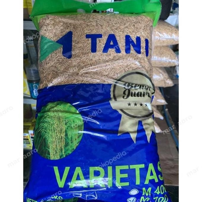 || BANANA / Benih Padi M70D 5 kg ||~~~