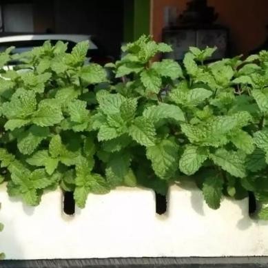 

Terlaris Tanaman Daun Mint Bibit Mint Banyak Hasiat Top