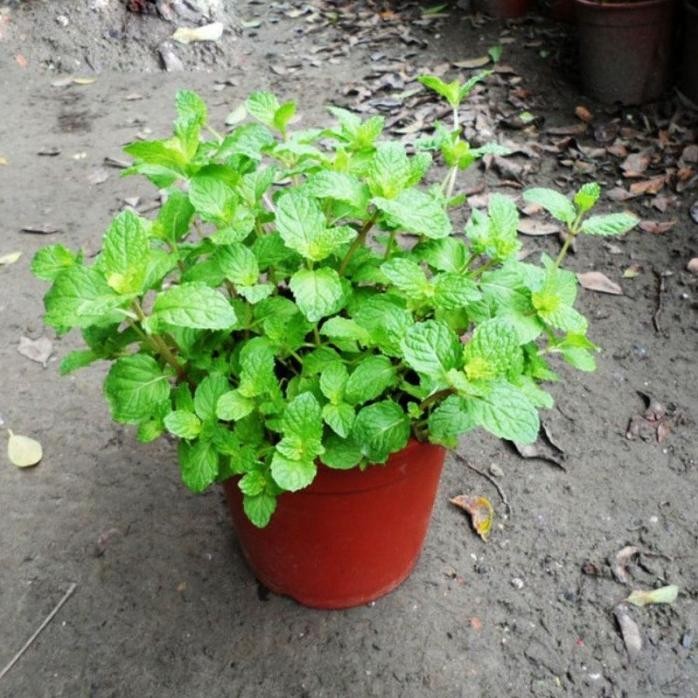 

Terlaris Ready Terlaris Benih Daun Mint Lemon Balm Tanaman Herbal Bibit Sayuran